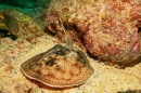 Round Stingray