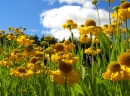 Helenium Autumnale