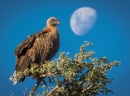 Kgalagadi Transfrontier Park, Africa