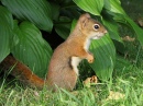 Red Squirrel