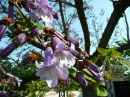 Jacaranda Flower