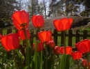 Red Tulips