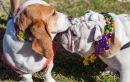 Pet Parade in Shreveport LA