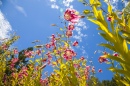 Lilium Speciosum