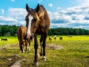 Horses at Ågesta, Sweden