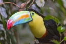 Nice Toucan in the Zürich Zoo