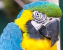 Macaw