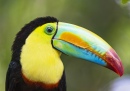 Toucan Portrait