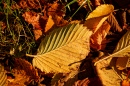 Autumn in Wallersdorf, Bavaria