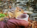 Eastern Chipmunk