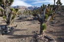 Paiute Wilderness, Arizona