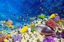 Coral and Fish, Red Sea, Egypt