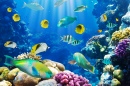 Tropical Fish on a Coral Reef