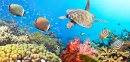 Coral Reef Panorama