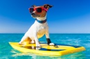 Surfer Dog