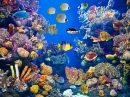 Colorful Aquarium