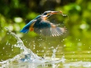 Kingfisher