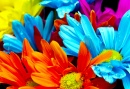 Colorful Flowers