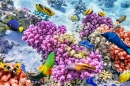 Corals and Tropical Fish