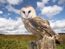 Barn Owl