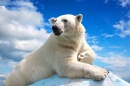 Polar Bear