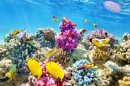 Corals and Tropical Fish