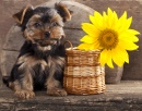 Yorkshire Terrier Puppy