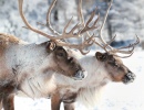 Caribou in Nature