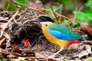 Blue-Winged Pitta