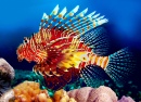 Red Lionfish