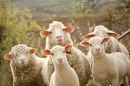 Sheep Posing for a Photo