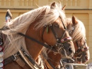 Horses at the Farm