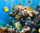 Tropical Fish on a Coral Reef