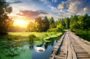 Swan Near Wooden Bridge at Sunset