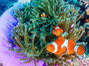 Pacific Clownfish