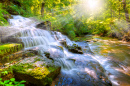 Waterfall in the Forest