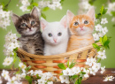 Three Little Kittens