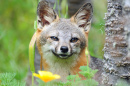 San Miguel Island Fox