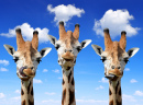 Giraffes