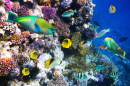 Tropical Fish on a Coral Reef