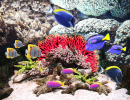 Corals and Tropical Fish