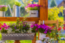 Flowers in the Balcony Boxes