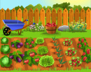 Vegetable Garden