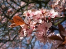 Pink Blossom and Gold Leaf