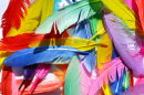 Colorful Feathers