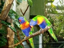 Rainbow Lorikeets