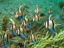 Banggai Cardinalfish, Sulawesi, Indonesia