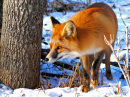 Red Fox