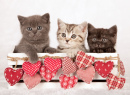 Valentine Kittens