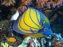 Blue Ring Angelfish